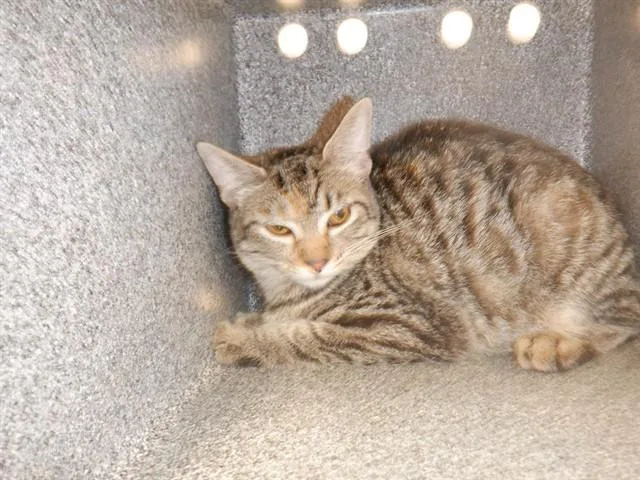 A young medium-sized female Domestic Short Hair cat named Pina for adoption in San Jose, CA