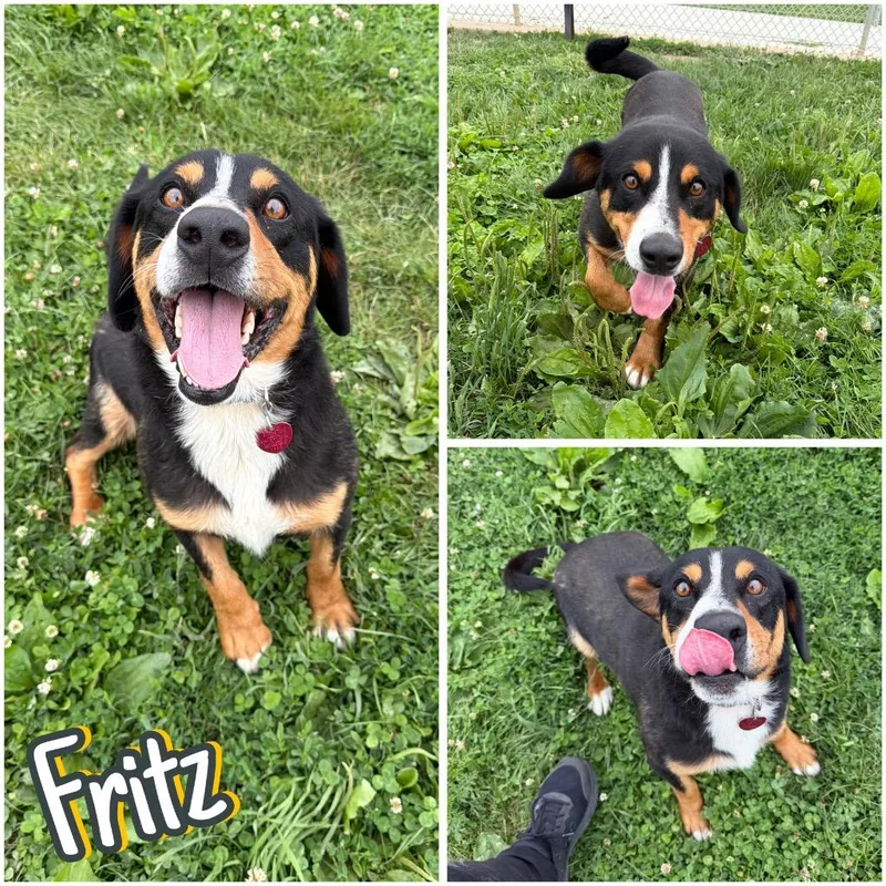 An adult medium-sized male Entlebucher dog named Fritz for adoption in Pierceton, IN