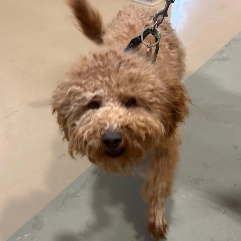 A young small-sized male Brown / Chocolate Mixed Breed dog named Teddy B. for adoption in Winston-Salem, NC