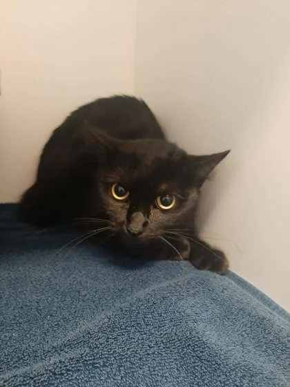 An adult medium-sized female Domestic Short Hair cat named Luna for adoption in Gastonia, NC