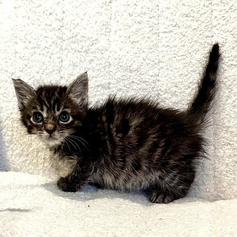 A baby small-sized female Brown / Chocolate Domestic Short Hair cat named Owala for adoption in Long Beach, CA