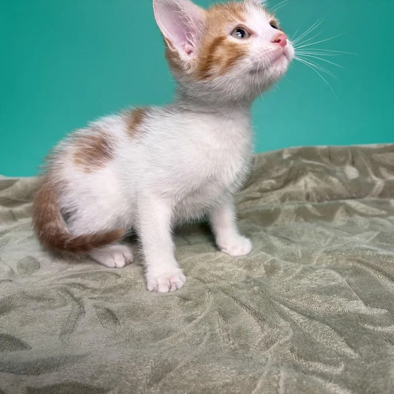A baby small-sized male Orange / Red Domestic Short Hair cat named Moe for adoption in San Antonio, TX