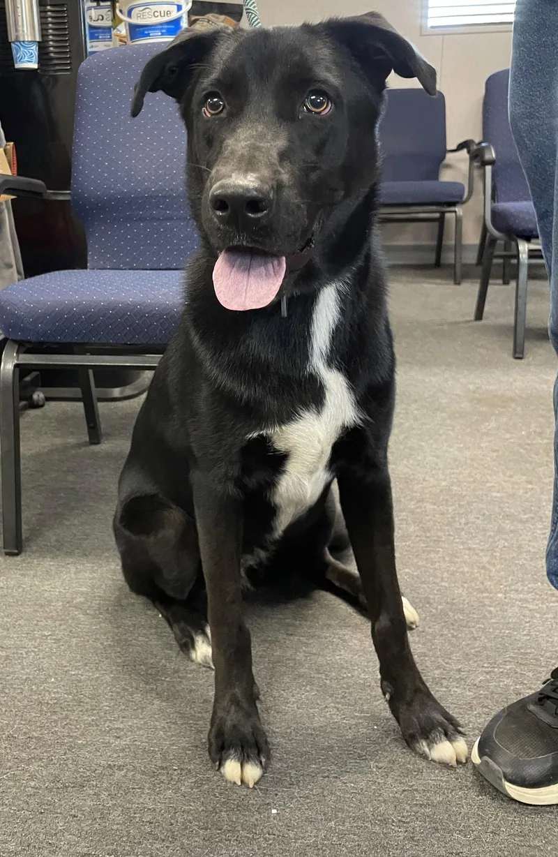 A young large-sized male Labrador Retriever dog named Fig for adoption in El Centro, CA