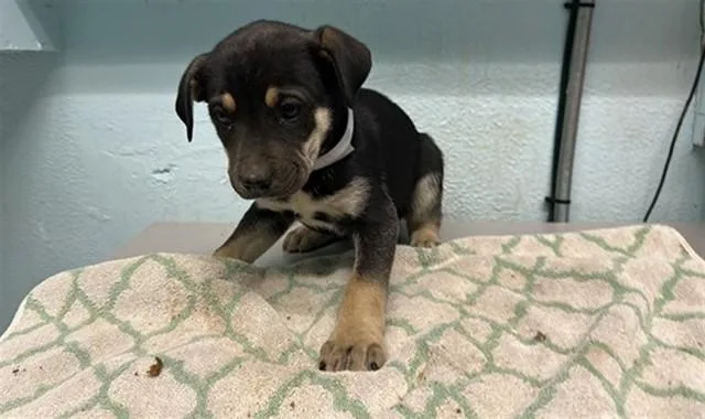 A young small-sized male German Shepherd Dog dog named Axel for adoption in Lancaster, CA