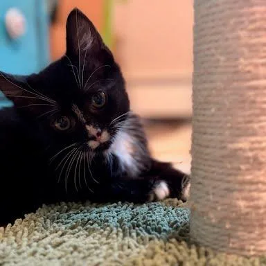 A baby small-sized female Black Domestic Medium Hair cat named Dani for adoption in South Elgin, IL