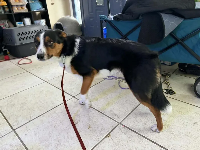 A young small-sized male Tricolor (Brown, Black, & White) Australian Shepherd dog named Zeus for adoption in Deltona, FL