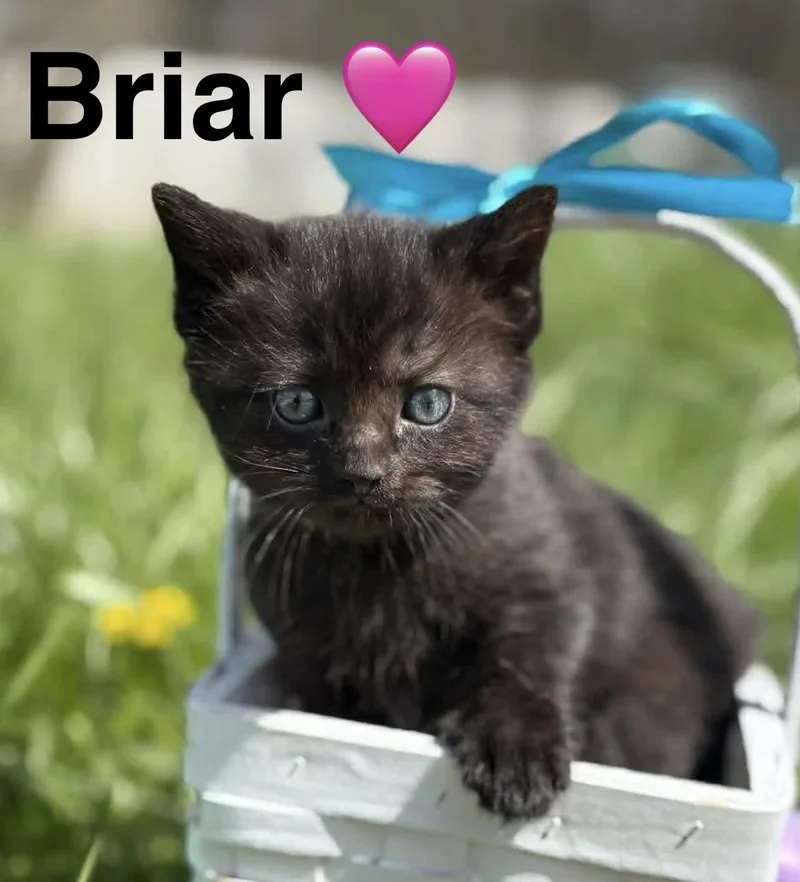 A baby small-sized female Black Domestic Short Hair cat named Briar for adoption in Beckley, WV