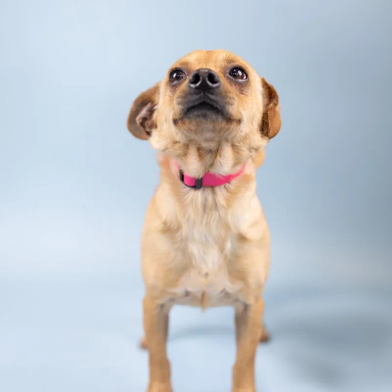 A senior small-sized male Brown / Chocolate Chihuahua dog named Diesel for adoption in Portland, OR