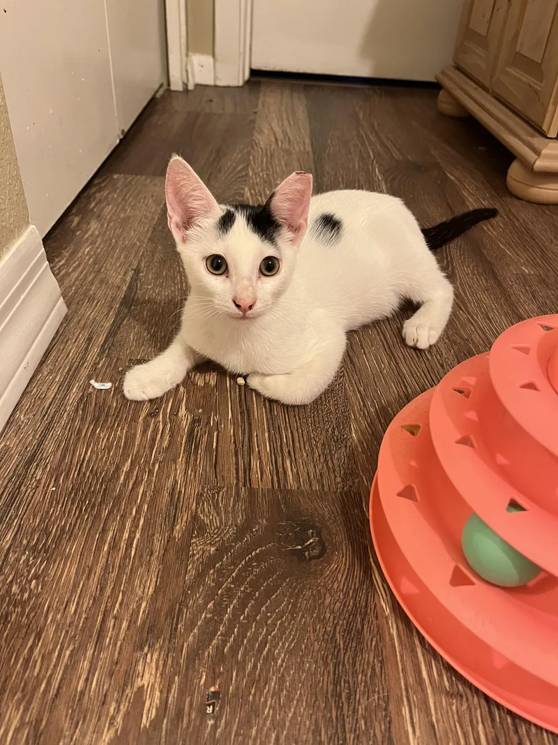 A young small-sized female White Domestic Short Hair cat named Frosty for adoption in Glendale, AZ