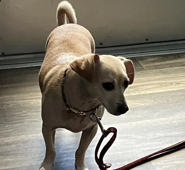 Gidget