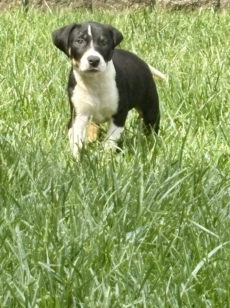 A baby medium-sized male Pit Bull Terrier dog named Nelson for adoption in Barnhart, MO