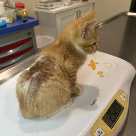 A baby small-sized male Domestic Short Hair cat named Patrick for adoption in Cumming, GA