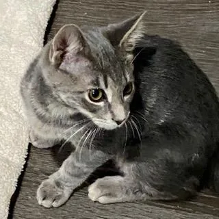 An adult medium-sized male Tabby cat named Scamper for adoption in Fredericksburg, OH