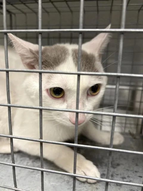 A young large-sized male Domestic Short Hair cat named Tiddle Winks for adoption in Las Vegas, NV
