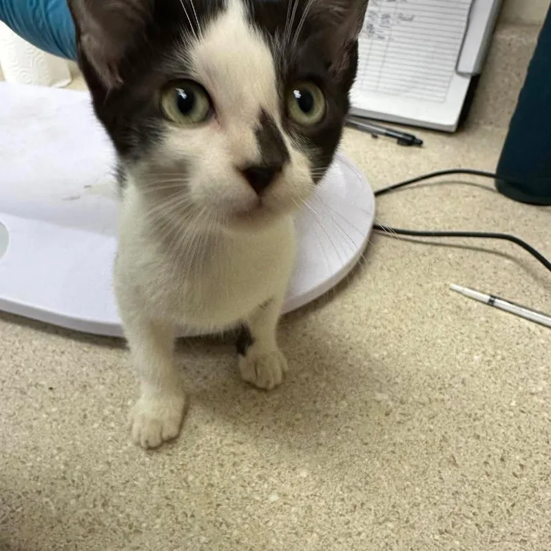 A baby small-sized female Black Domestic Short Hair cat named Magenta for adoption in Bastrop, TX