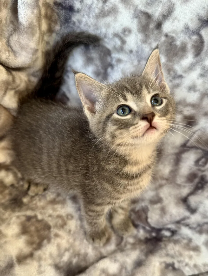 A baby medium-sized male Tabby (Brown / Chocolate) Domestic Short Hair cat named Elmer for adoption in Port Washington, WI
