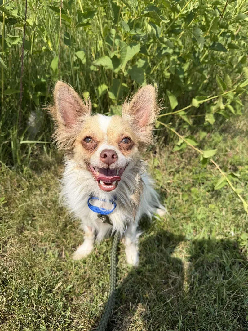 An adult small-sized male White / Cream Chihuahua dog named Gizmo for adoption in Amery, WI