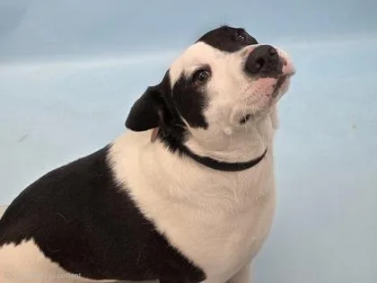 An adult large-sized male Mixed Breed dog named Max for adoption in Woodbury, MN