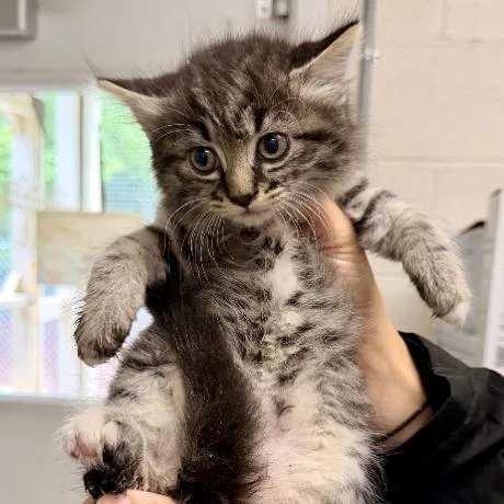 A baby small-sized female Brown / Chocolate Domestic Short Hair cat named Patty Melt for adoption in Newark, DE