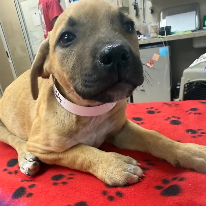 A baby small-sized male Yellow / Tan / Blond / Fawn English Bulldog dog named Colt for adoption in Birmingham, AL