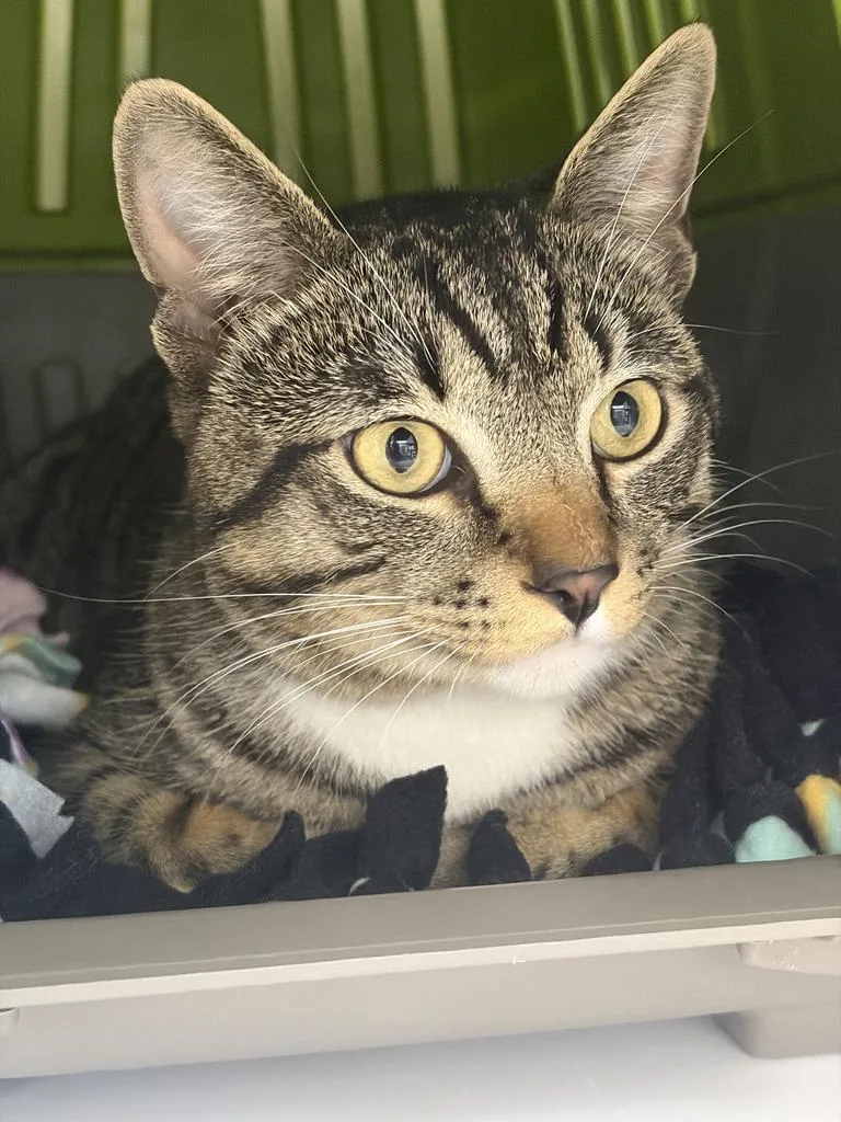 A baby medium-sized male Domestic Short Hair cat named Monster Truck for adoption in Saint Paul, MN