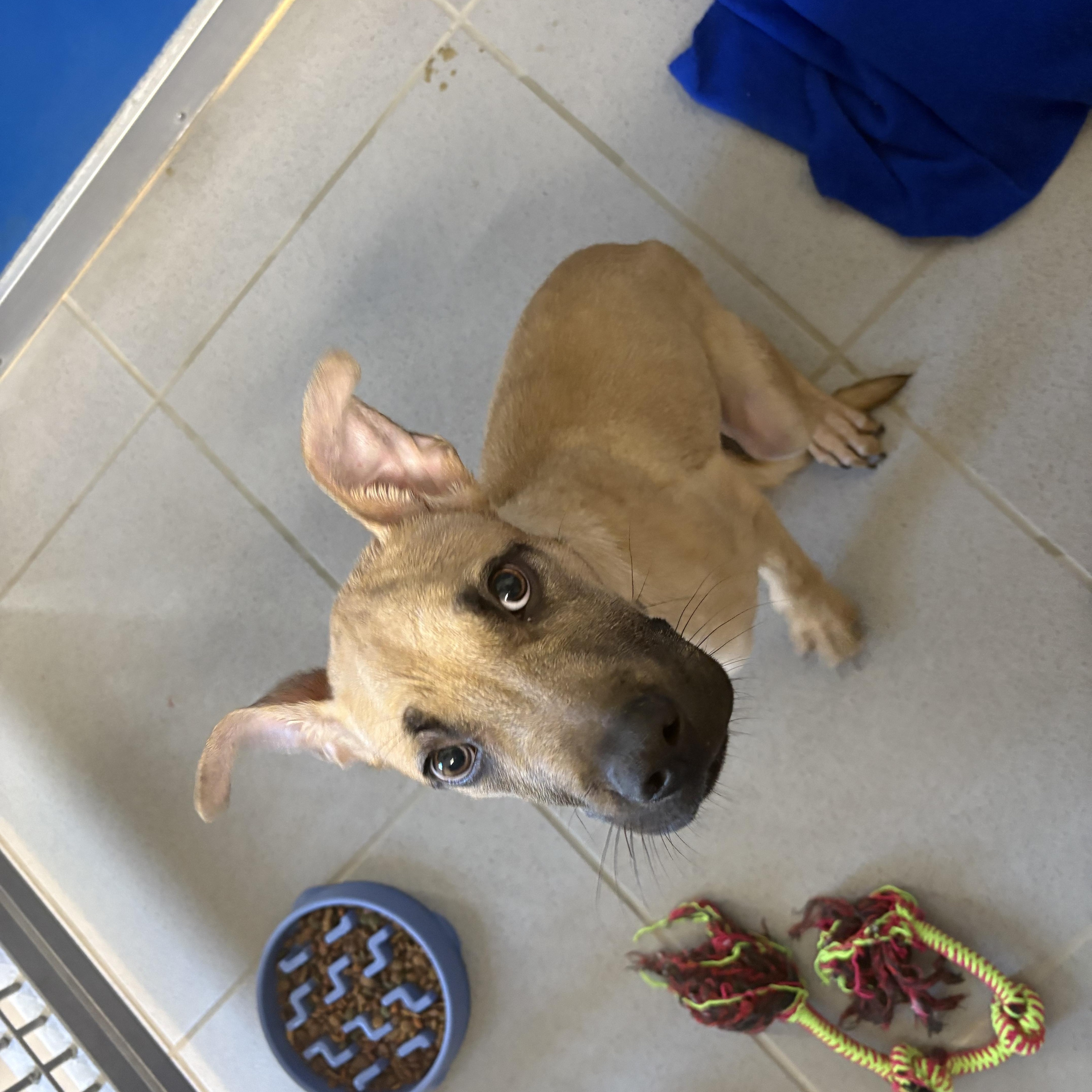 Stray Puppy thumbnail 2