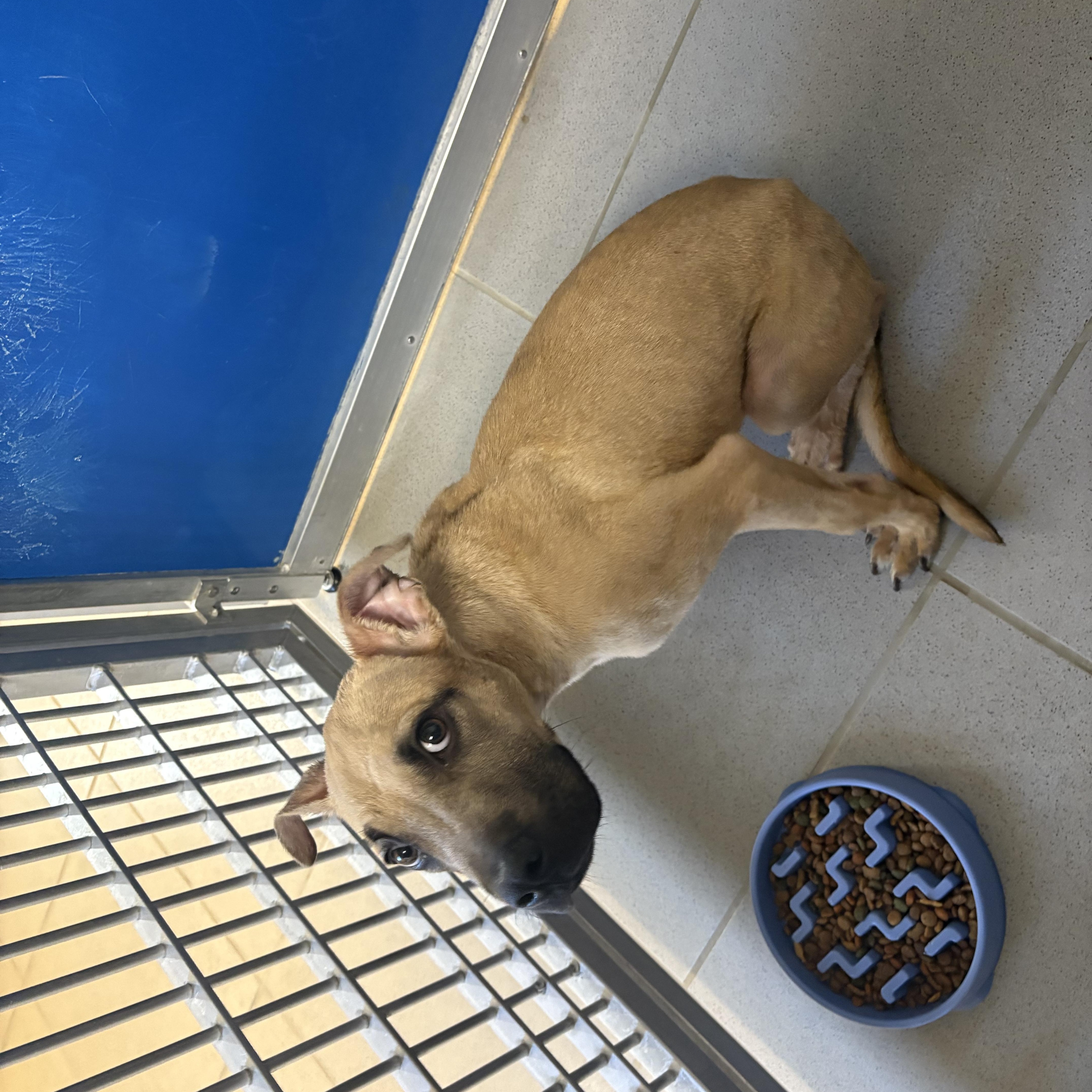 Stray Puppy thumbnail 3