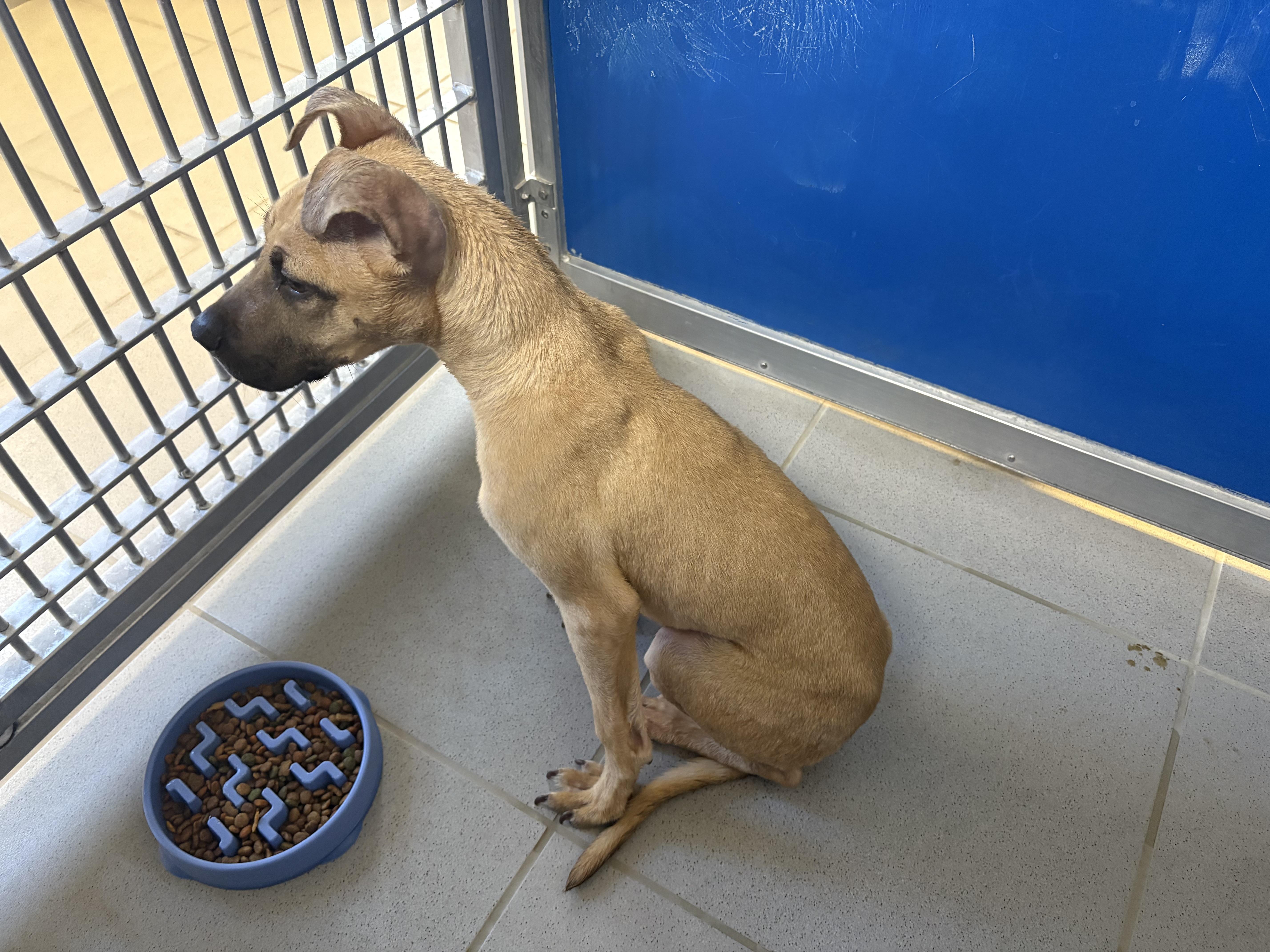 Stray Puppy thumbnail 4