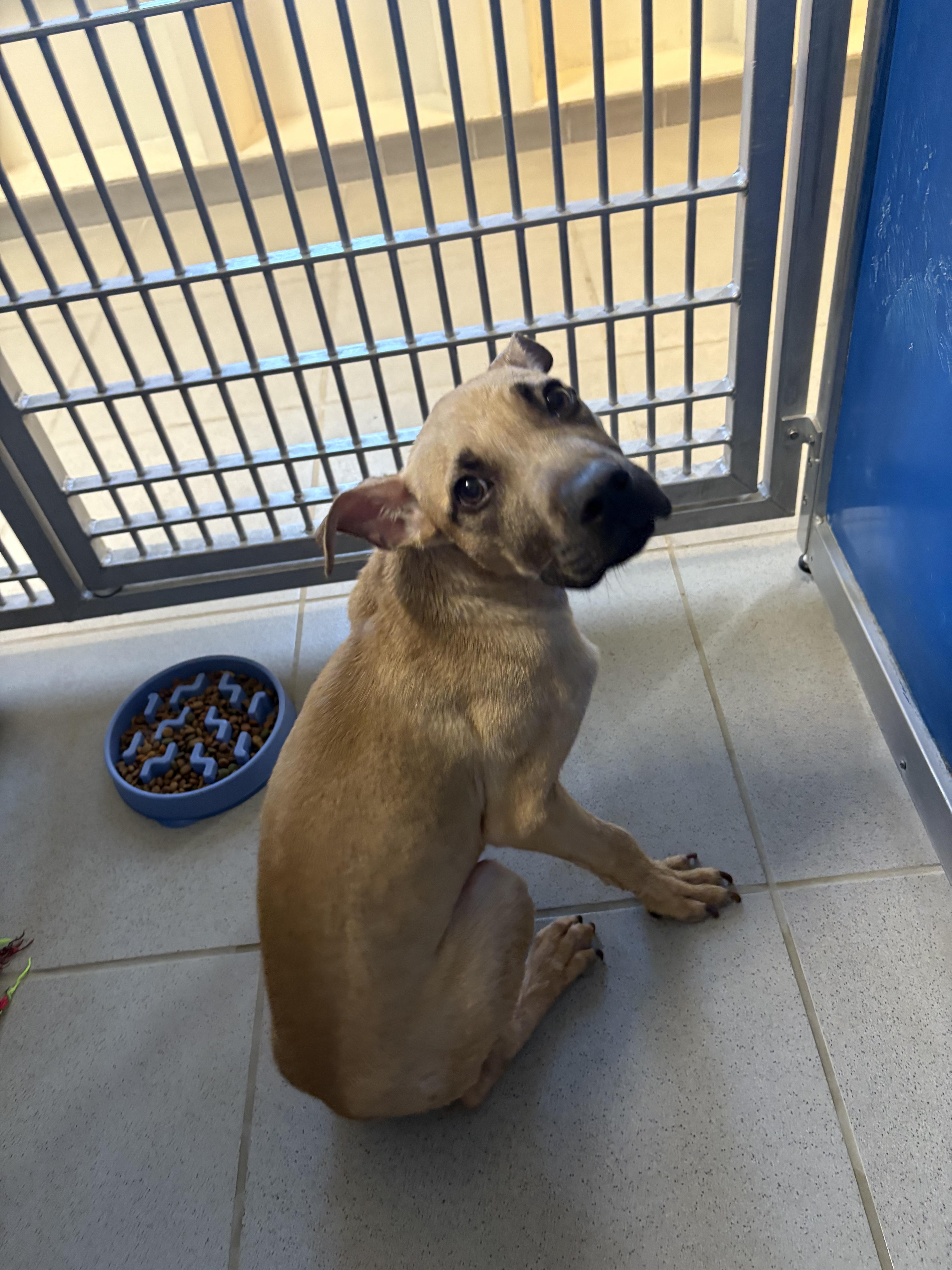 Stray Puppy thumbnail 5