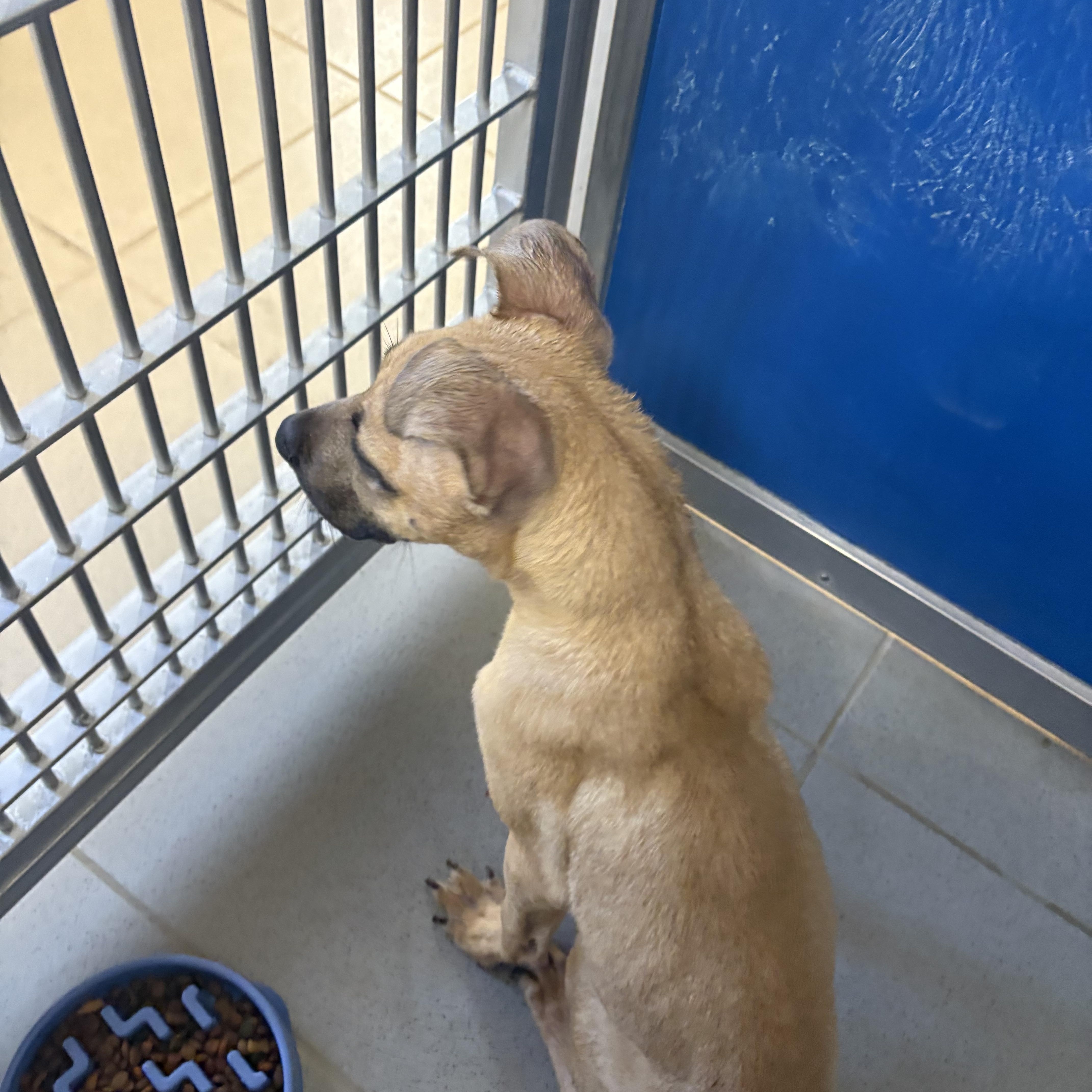 Stray Puppy thumbnail 6