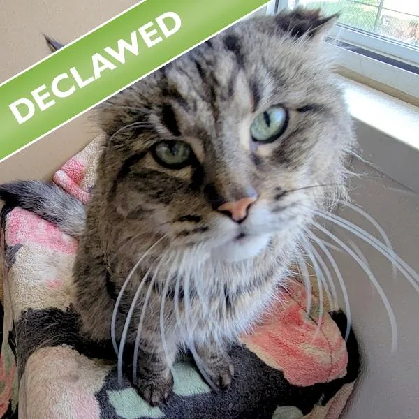 A senior medium-sized male Domestic Medium Hair cat named Gizmo for adoption in Des Moines, IA