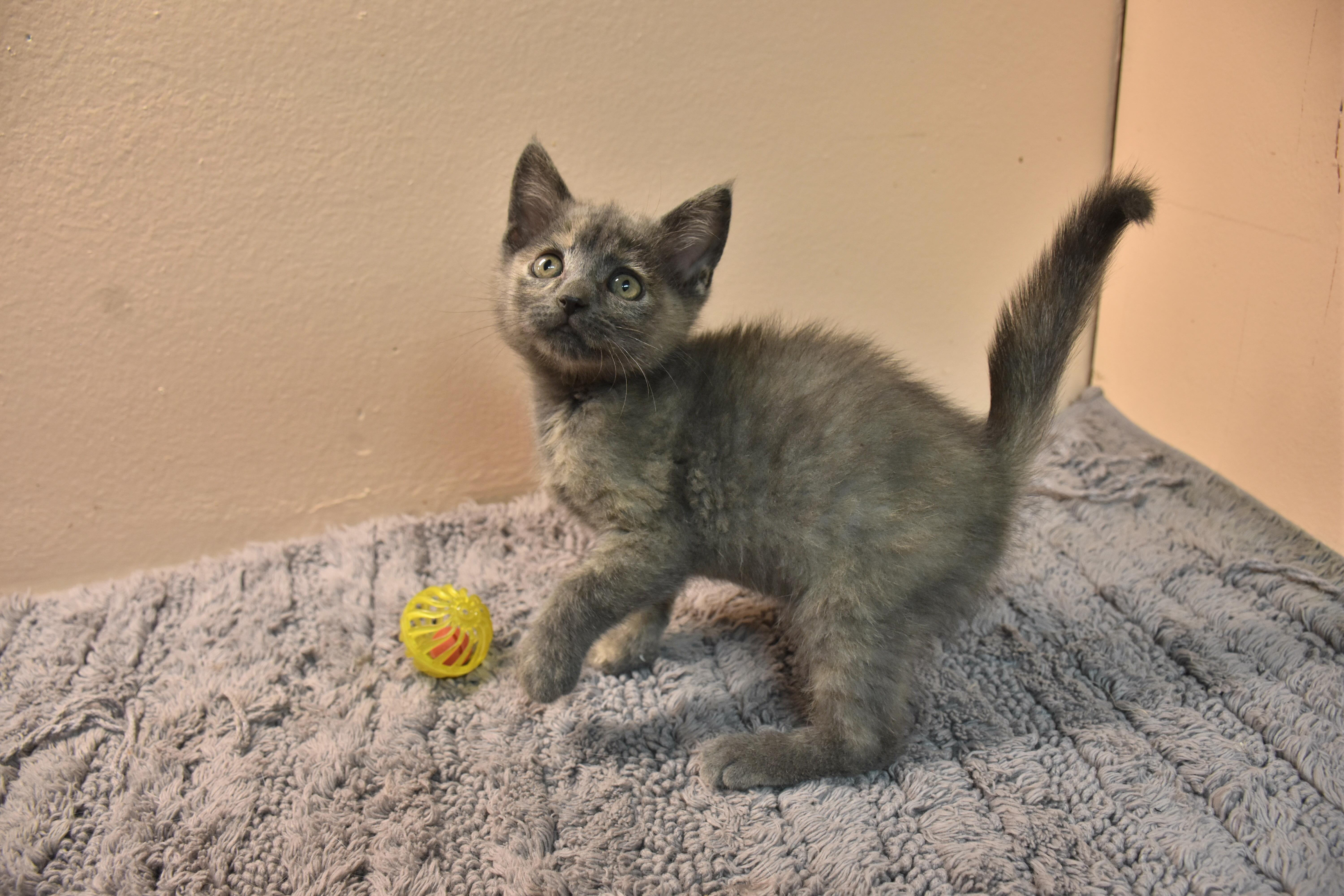 A baby small-sized female Domestic Short Hair cat named Milly for adoption in North Judson, IN