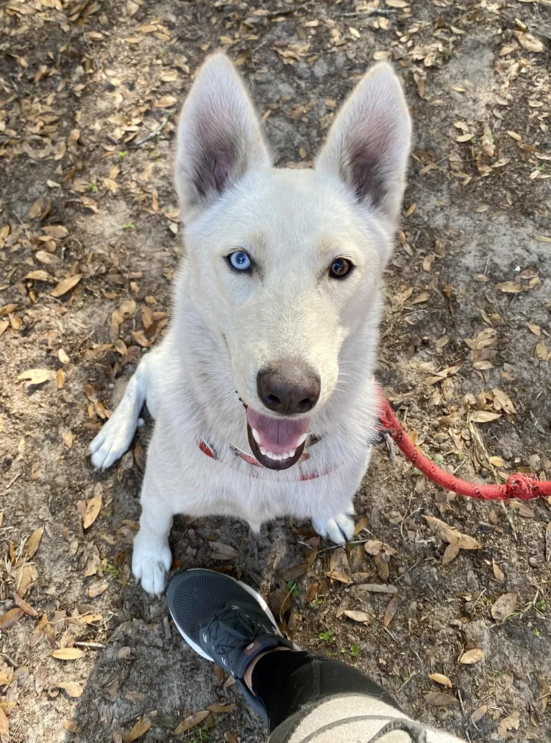 A young medium-sized male Husky dog named Winter for adoption in New Smyrna Beach, FL
