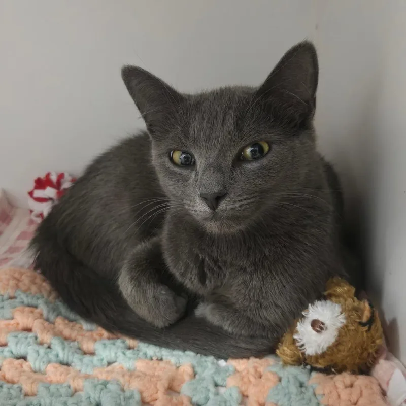 An adult medium-sized female Gray / Blue / Silver Domestic Short Hair cat named Blue's Clues for adoption in Dearborn, MI