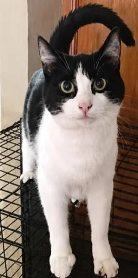 A baby medium-sized female Domestic Short Hair cat named Louise for adoption in Coldwater, MI