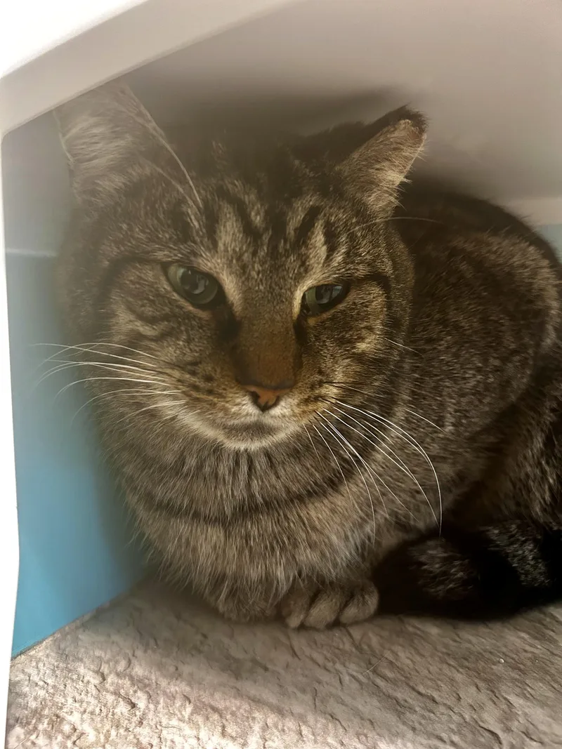 Pot Roast thumbnail 3