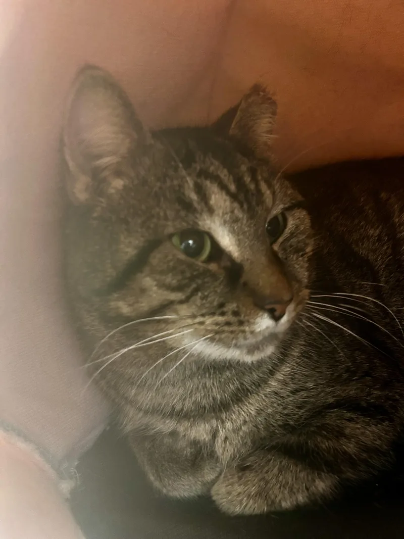 Pot Roast thumbnail 4