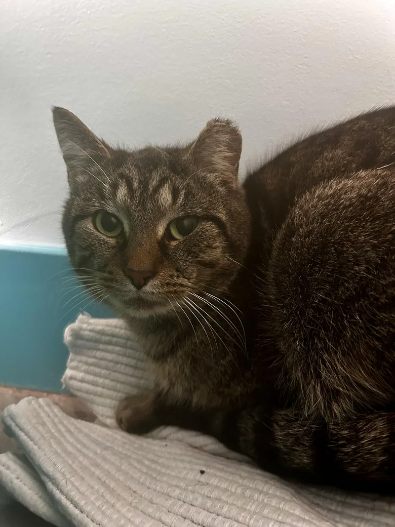 Pot Roast thumbnail 5