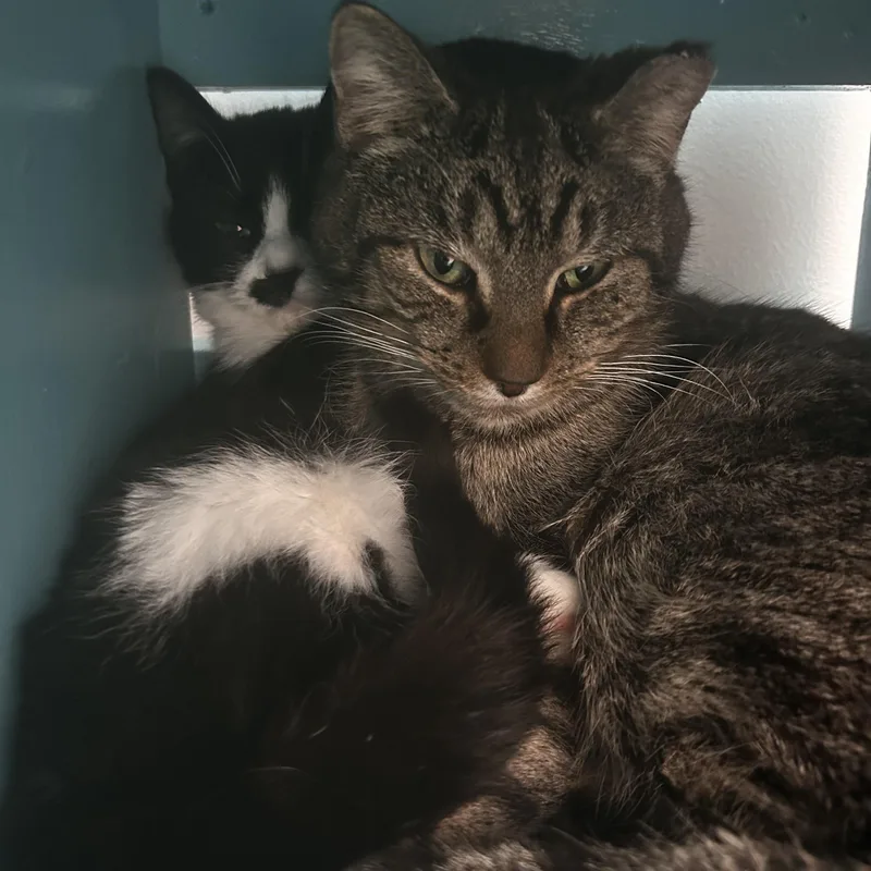 Pot Roast thumbnail 6