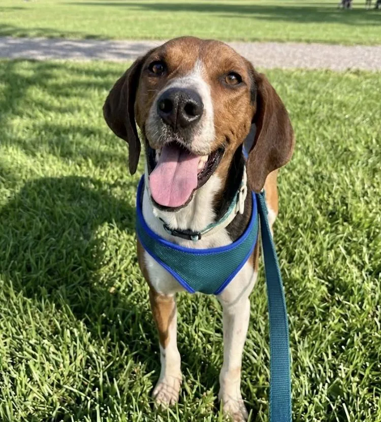 An adult medium-sized male Tricolor (Brown, Black, & White) American Foxhound dog named Brucey for adoption