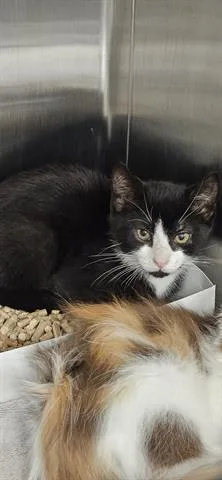 A baby small-sized male Domestic Short Hair cat named Felix for adoption in San Martin, CA