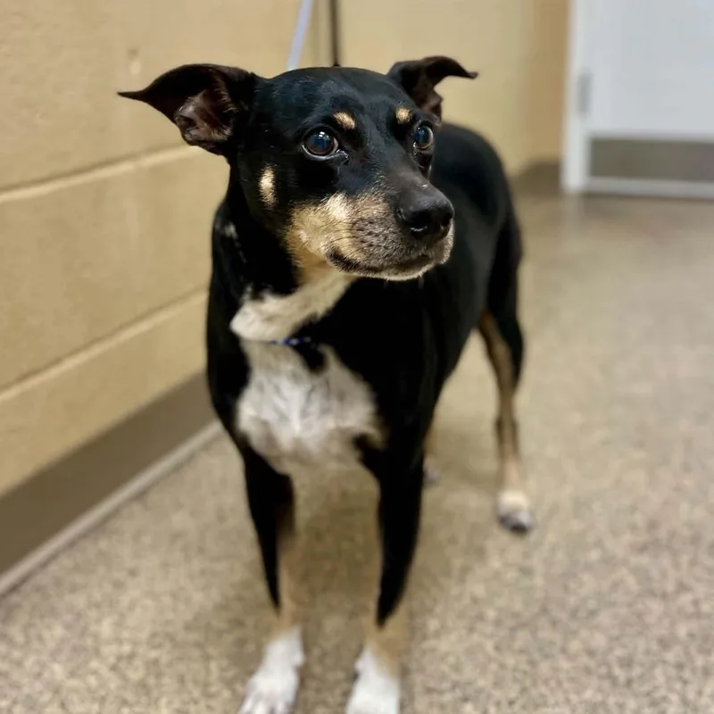 An adult small-sized female Rat Terrier dog named Oreo for adoption in Fort Payne, AL