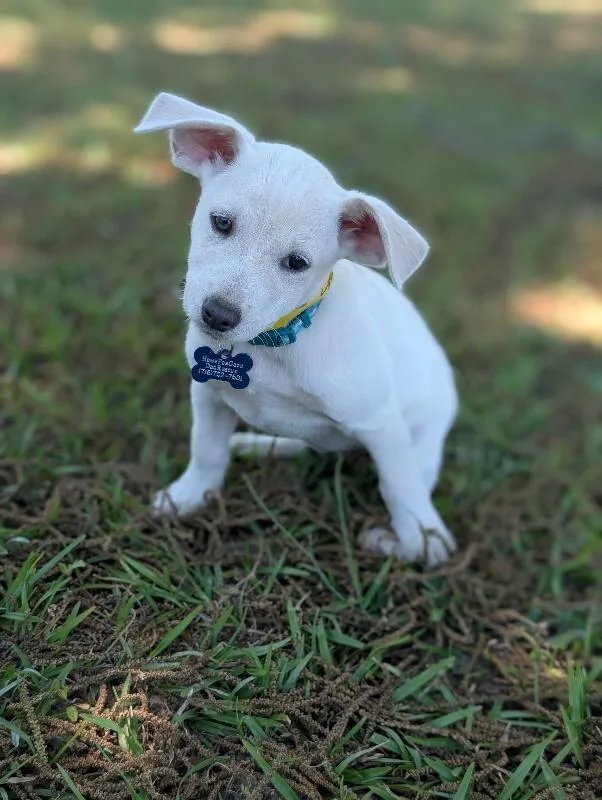 A baby small-sized female White / Cream Feist dog named Lydia for adoption in Aiken, SC