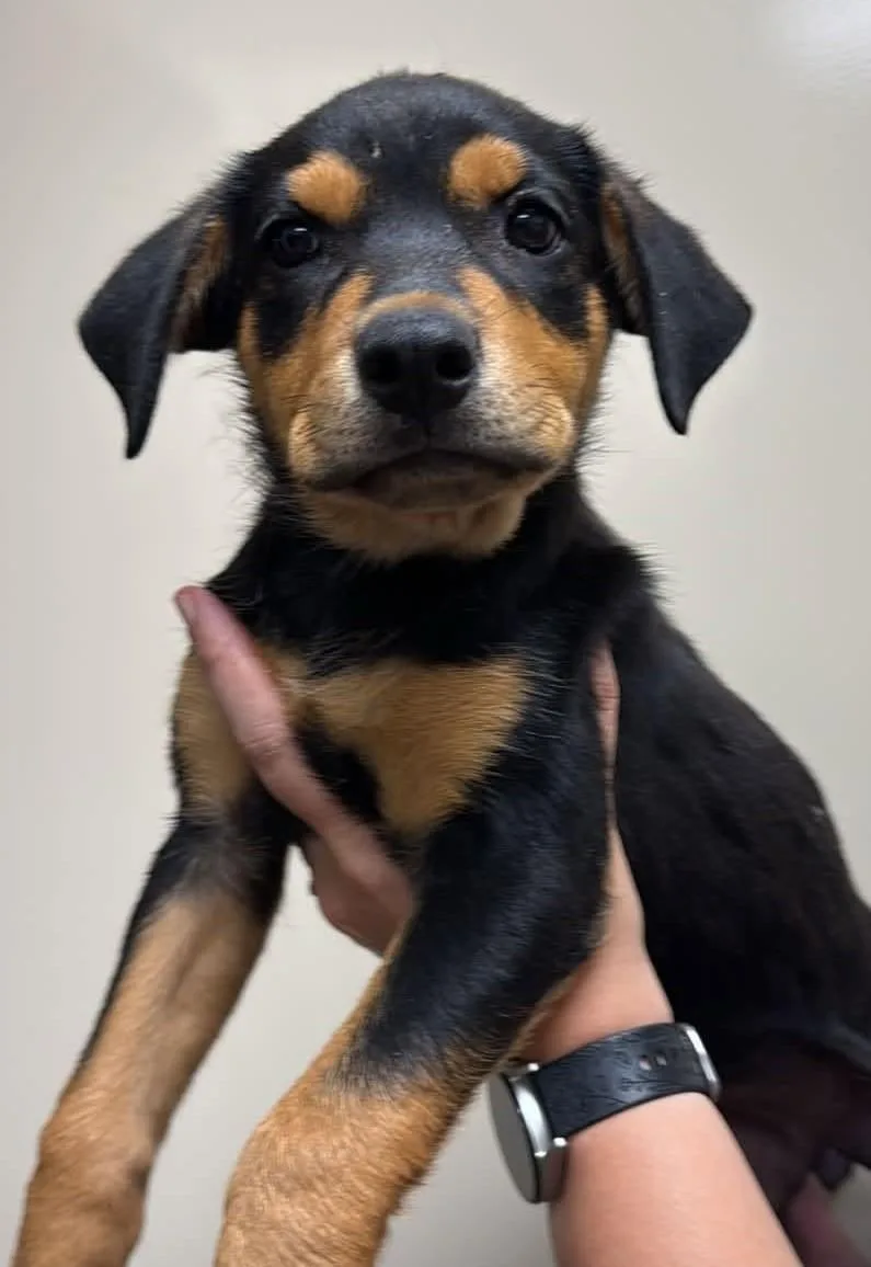 Found stray: Rose