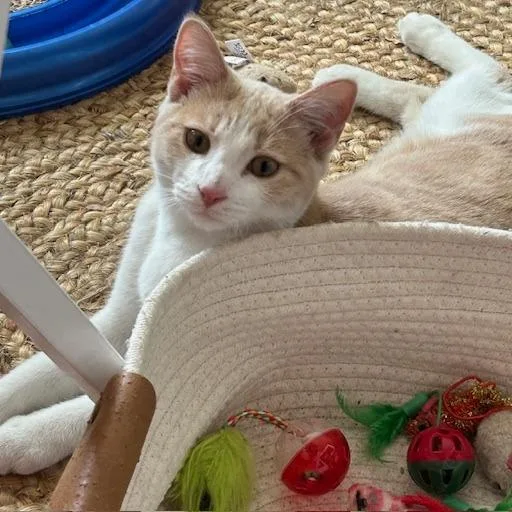 A young medium-sized male Orange / Red Domestic Short Hair cat named Greg Brady for adoption in Washington, DC