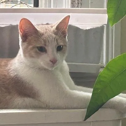 Greg Brady thumbnail 2