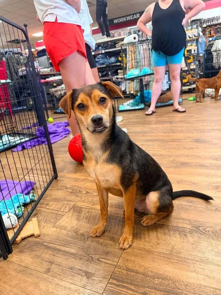 An adult small-sized female Chihuahua dog named Sunny for adoption in Troy, AL