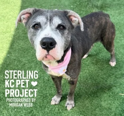 An adult large-sized female Gray / Blue / Silver Pit Bull Terrier dog named Sterling for adoption in Kansas City, MO