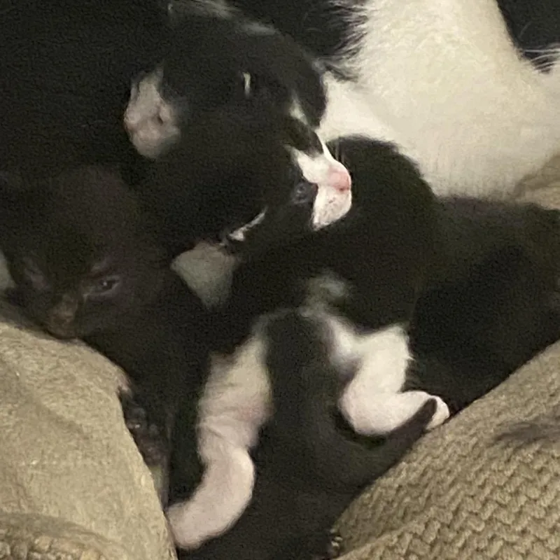 A baby small-sized male Black Domestic Short Hair cat named Burger for adoption in Winston Salem, NC