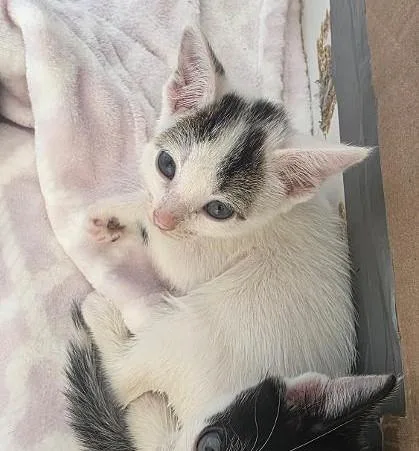 A baby small-sized female Domestic Short Hair cat named Golden for adoption in Clinton, MO